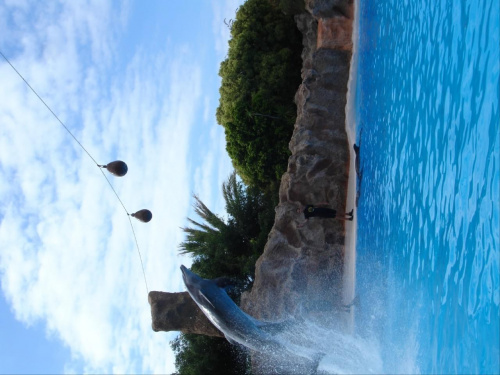 Pokaz delfinów - Loro Parque #delfiny #loro #pokaz #basen #błękit #woda