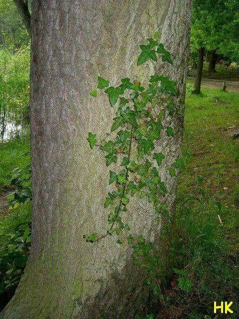 bluszczowe drzewo #bluszcz #drzewo #przyroda