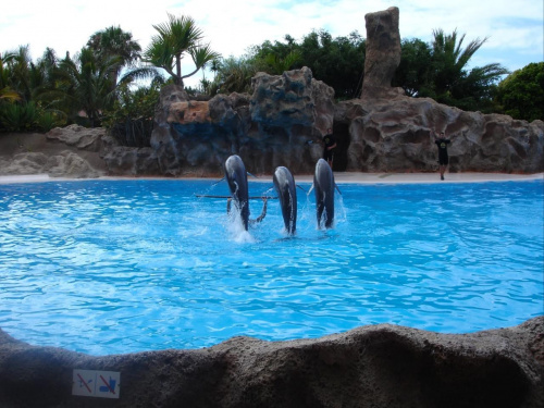 Pokaz delfinów - Loro Parque #delfiny #loro #pokaz #basen #błękit #woda