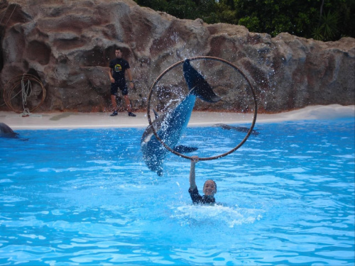 Pokaz delfinów - Loro Parque #delfiny #loro #pokaz #basen #błękit #woda