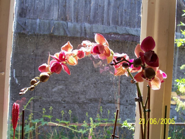 #orchidea