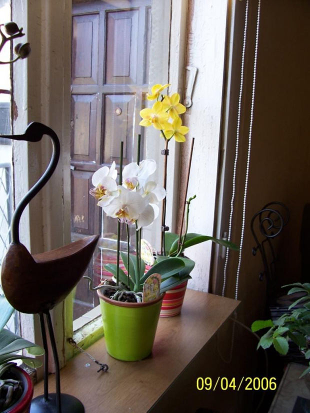 #orchidea