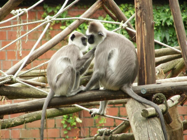 Zoo Krefeld #Zoo