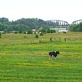 Pastwisko w Borowej #Borowa #most #pastwisko #krowa #łąka