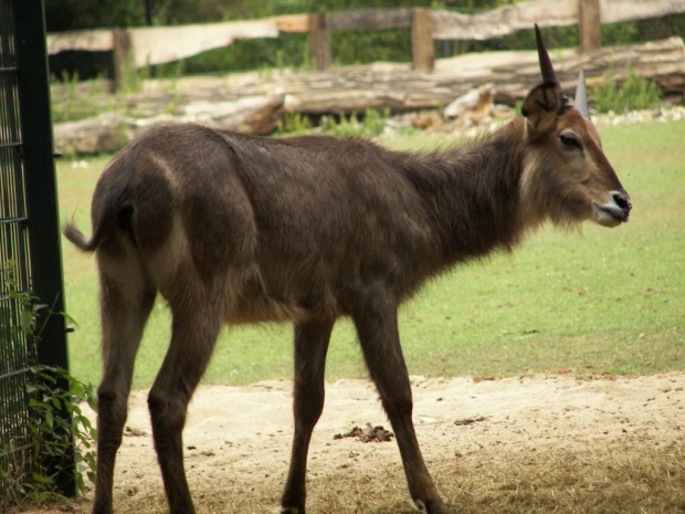 Zoo Krefeld #Zoo