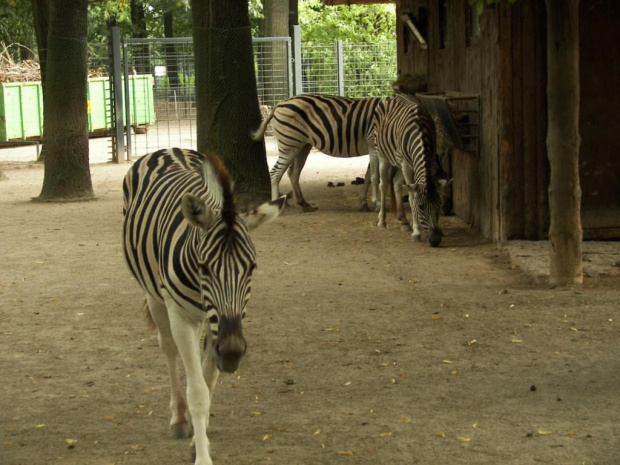 Zoo Krefeld #Zoo