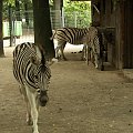 Zoo Krefeld #Zoo