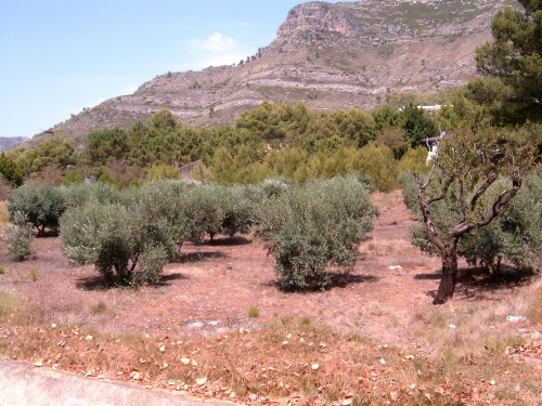 drzewka oliwne