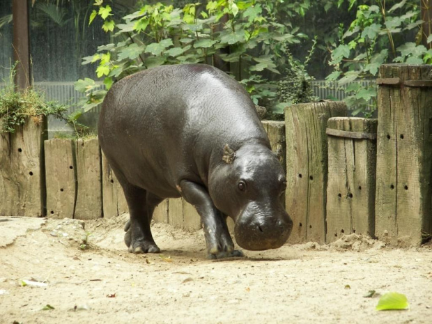 Zoo Krefeld #Zoo