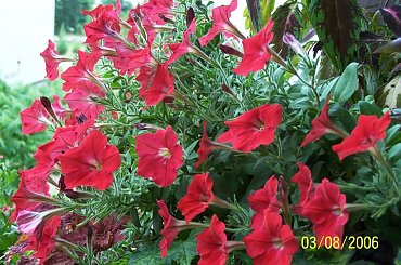 #KompozycjeKwiatowe #surfinia #MójBalkon