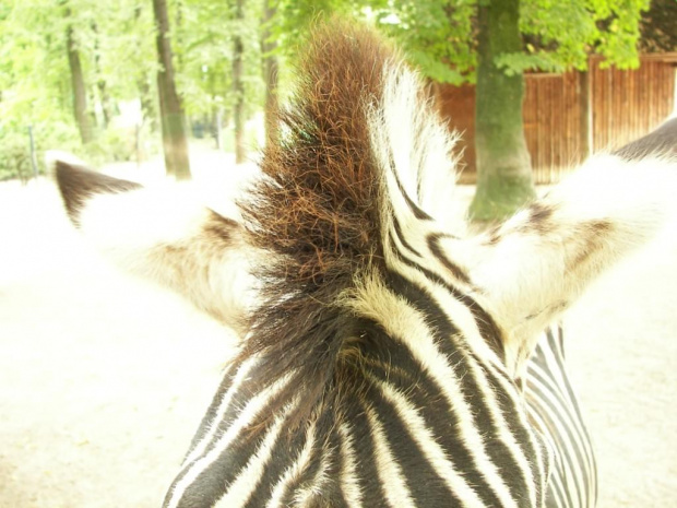 Zoo Krefeld #Zoo