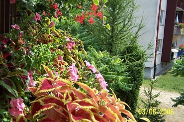 #pokrzywki #koleusy #balkon #kompozycje