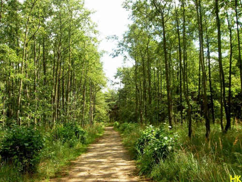 Sobieszewo-droga do Ptasiego Raju #las #drzewa #przyroda #droga