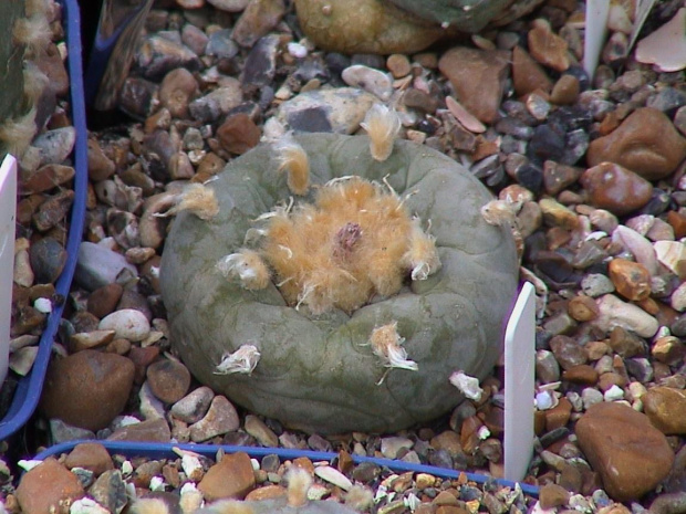 Lophophora diffusa