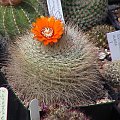 Parodia herzogii