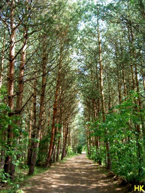 Sobieszewo-droga do Ptasiego Raju #las #drzewa #przyroda #droga