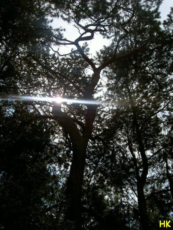 to jest właśnie przyroda #światło #las #drzewo