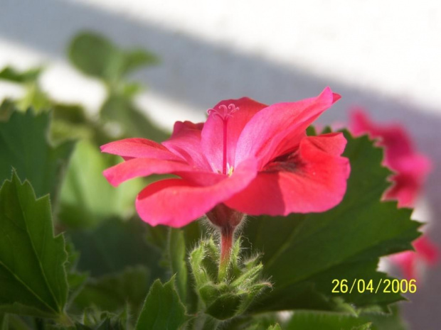 Pelargonia