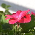 Pelargonia