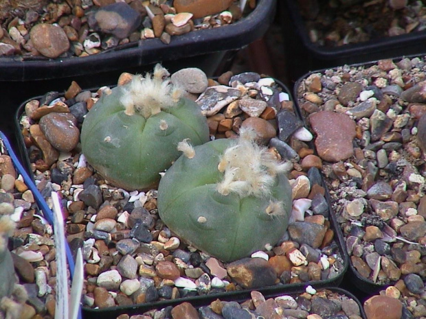 Lophophora diffusa v.echinata #LophophoraDiffusa