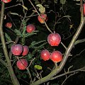 #jabłka #ogród #noc