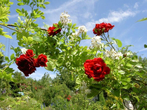 #róże #ogród