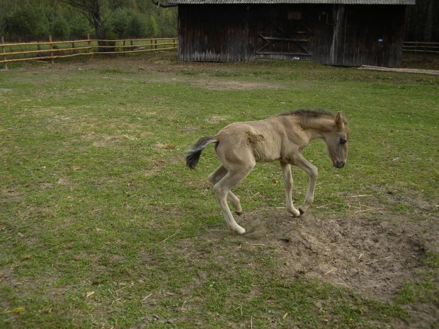 wyprawa Rowerowa maj 2006 - koniki polskie #KonikiPolskie