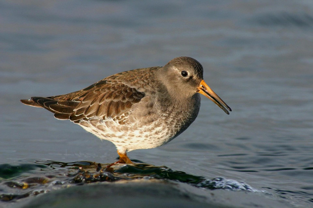 Greenland, Purple SandPiper, (Calidris Maritima)