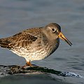 Greenland, Purple SandPiper, (Calidris Maritima)