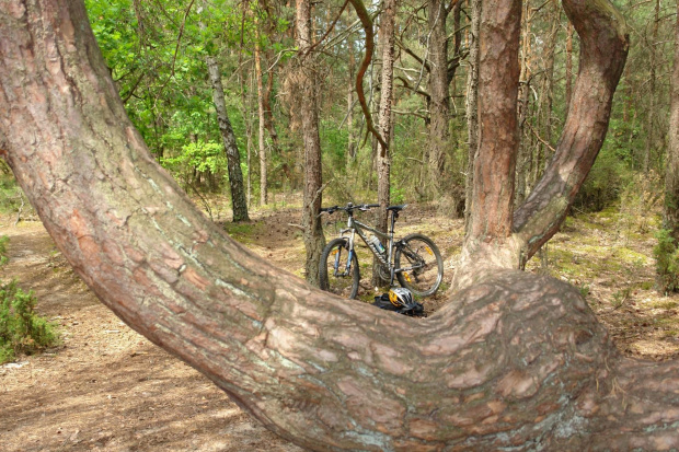 Sosna Kandelabrowa w Kampinowskim Parku Narodowym #SosnaKandelabrowa #KampinowskiParkNarodowy