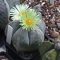 Astrophytum myriostigma