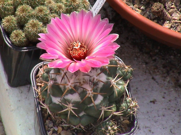 Coryphantha elephantipes