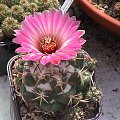 Coryphantha elephantipes