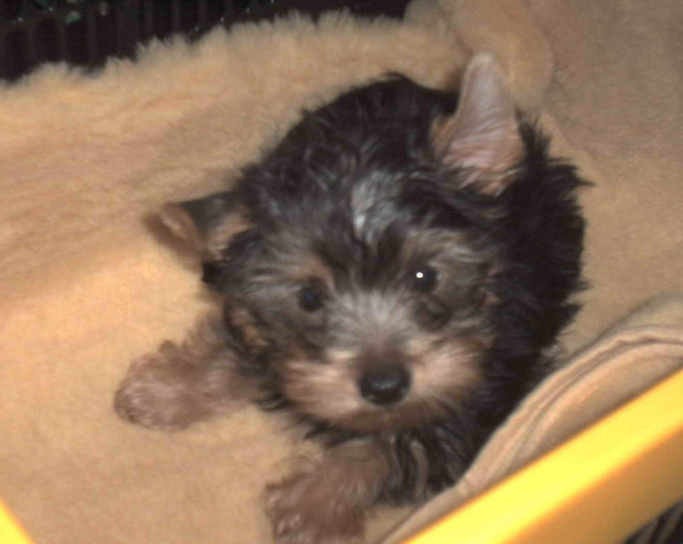 Pies rasy Yorkshire Terrier urodzony 04.06.2006 u nas w domu od 12.08.2006 (ok. godz. 17)