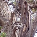 Arizona 12-08-2006