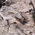 Arizona 12-08-2006
