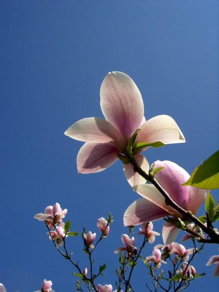 #magnolia