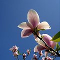 #magnolia