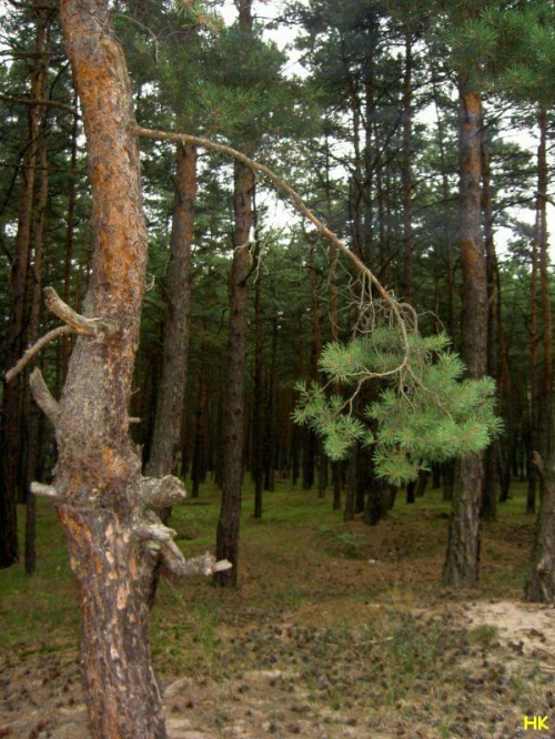 samotne w lesie #drzewa #las #drzewo