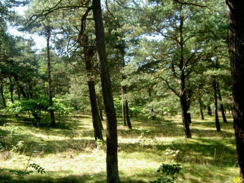 Mikoszewo #drzewa #las #przyroda