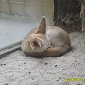Fenek -najmniejszy przedstawiciel rodziny psowatych #zoo #zwierzęta #niewola