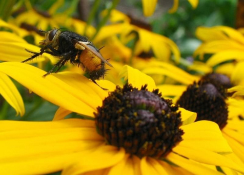 Pszczolka :] #kwiaty #przyroda #Ciekawe