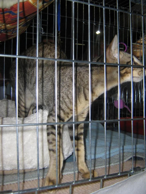 Wystawa Kotów 15.07.06 #KotWystawa