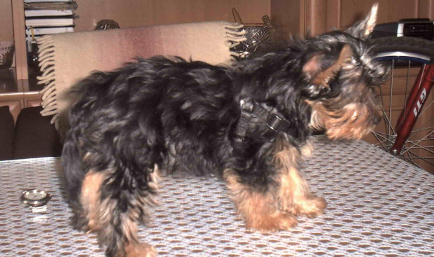 Pies rasy Yorkshire Terrier urodzony 04.06.2006 u nas w domu od 12.08.2006 (ok. godz. 17)