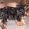 Pies rasy Yorkshire Terrier urodzony 04.06.2006 u nas w domu od 12.08.2006 (ok. godz. 17)