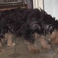 Pies rasy Yorkshire Terrier urodzony 04.06.2006 u nas w domu od 12.08.2006 (ok. godz. 17)