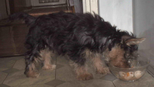 Pies rasy Yorkshire Terrier urodzony 04.06.2006 u nas w domu od 12.08.2006 (ok. godz. 17)