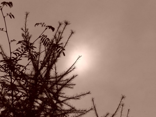 igielki #słońce #drzewa