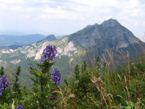 widok z Grunia na V.Rozsutec