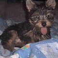 Pies rasy Yorkshire Terrier urodzony 04.06.2006 u nas w domu od 12.08.2006 (ok. godz. 17)